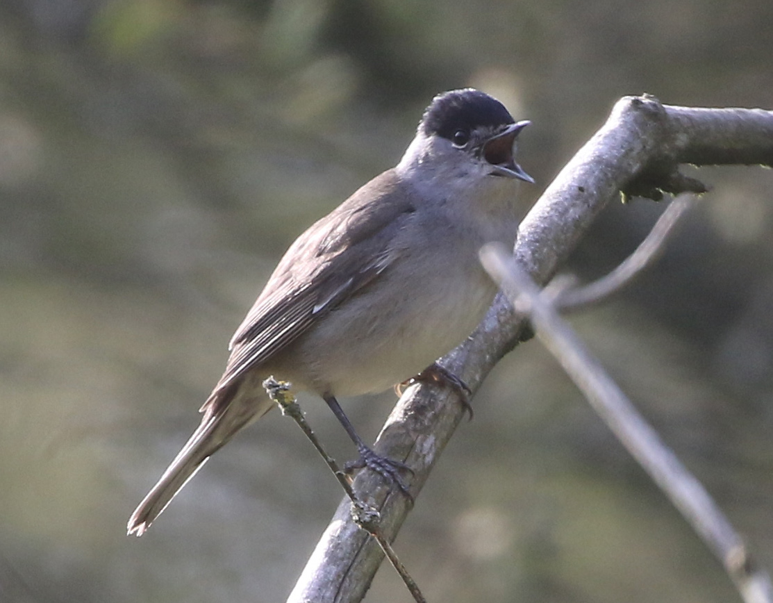 BLACKCAP APR 20