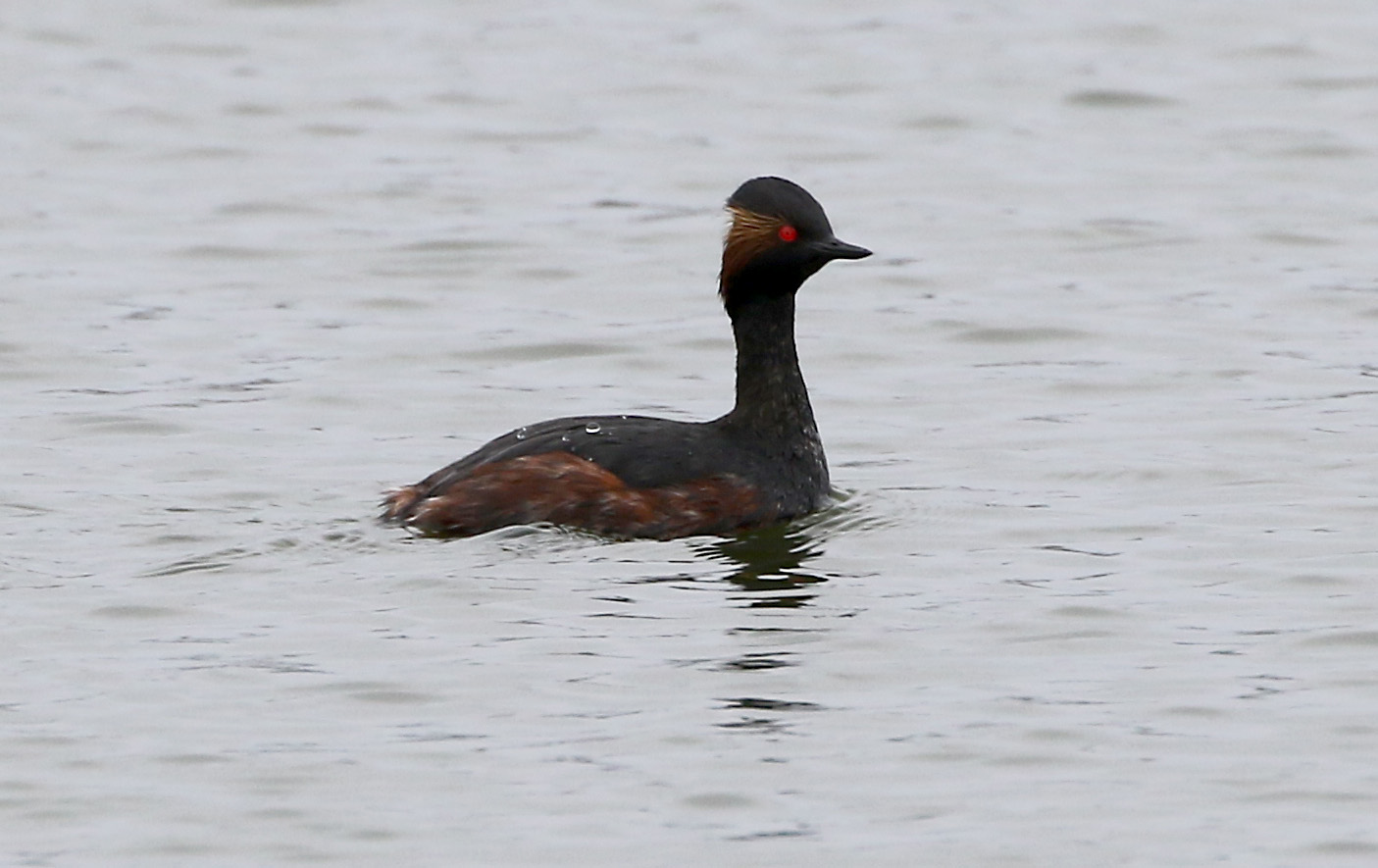 bn grebe wbf 2
