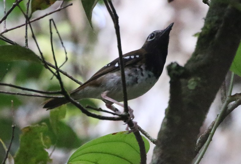 buru thrush 3