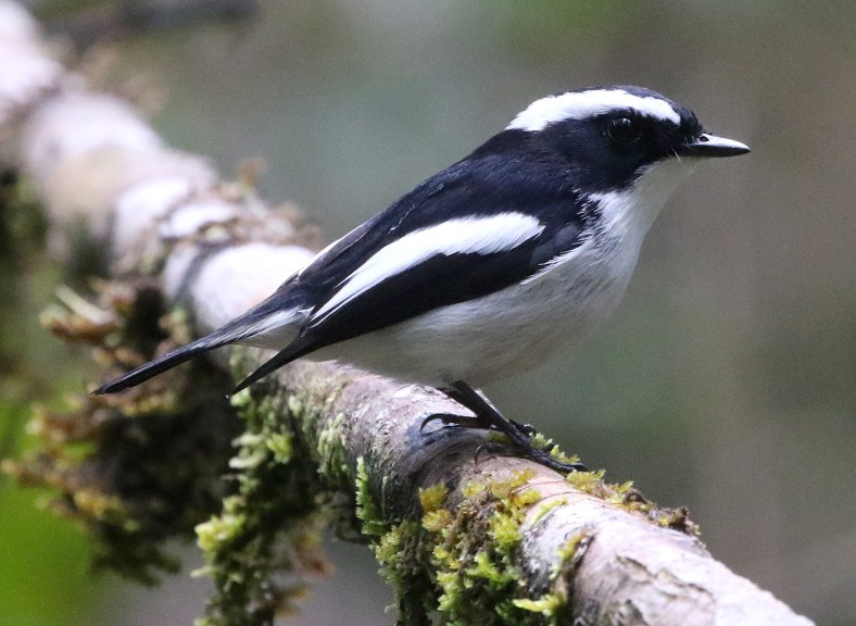 LITTLE PIED FLY 1