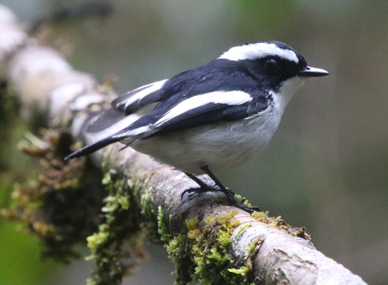 little pied fly