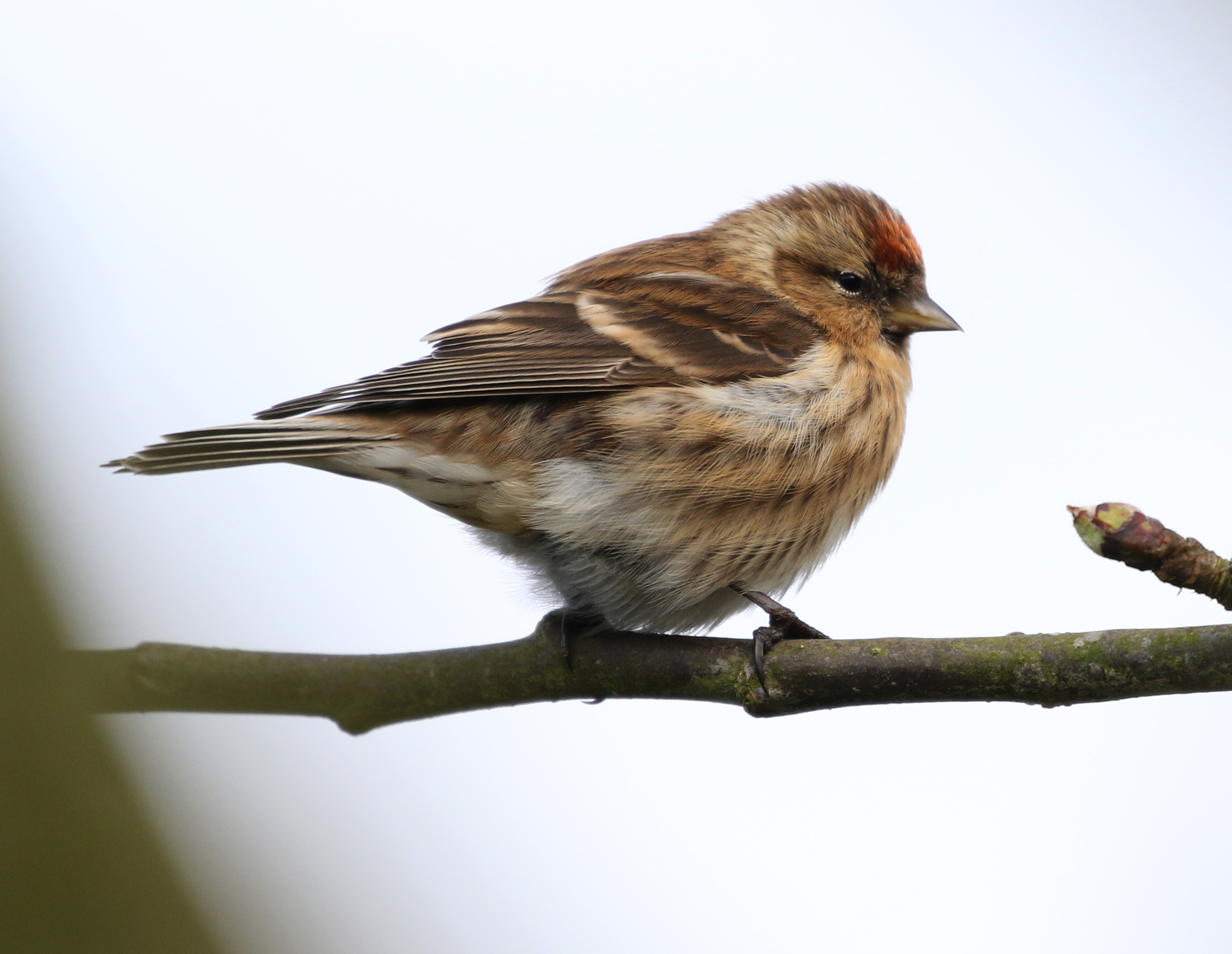 REDPOLL CC 11 3