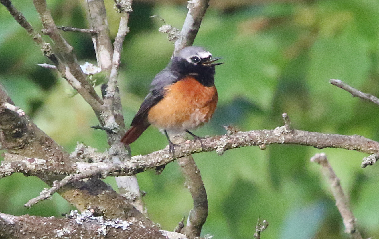 REDSTART SD 3