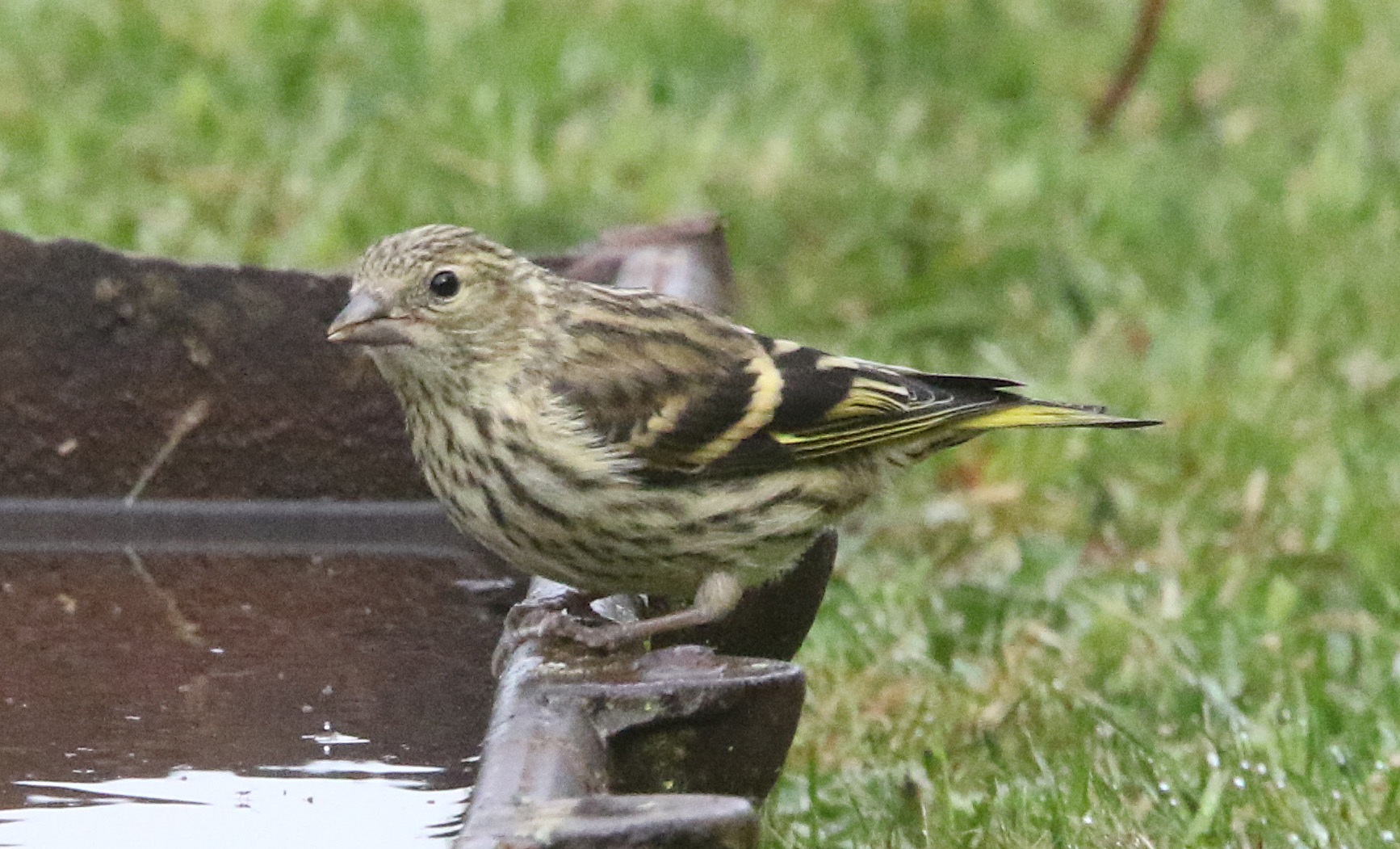 SISKIN IMM GARDEN 2