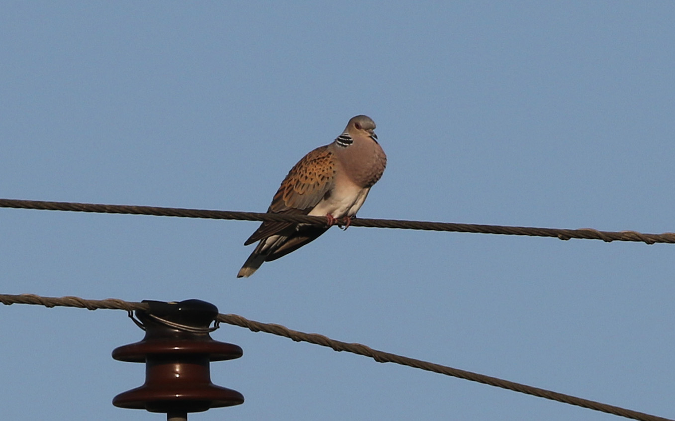 TURTLE DOVE BH 1