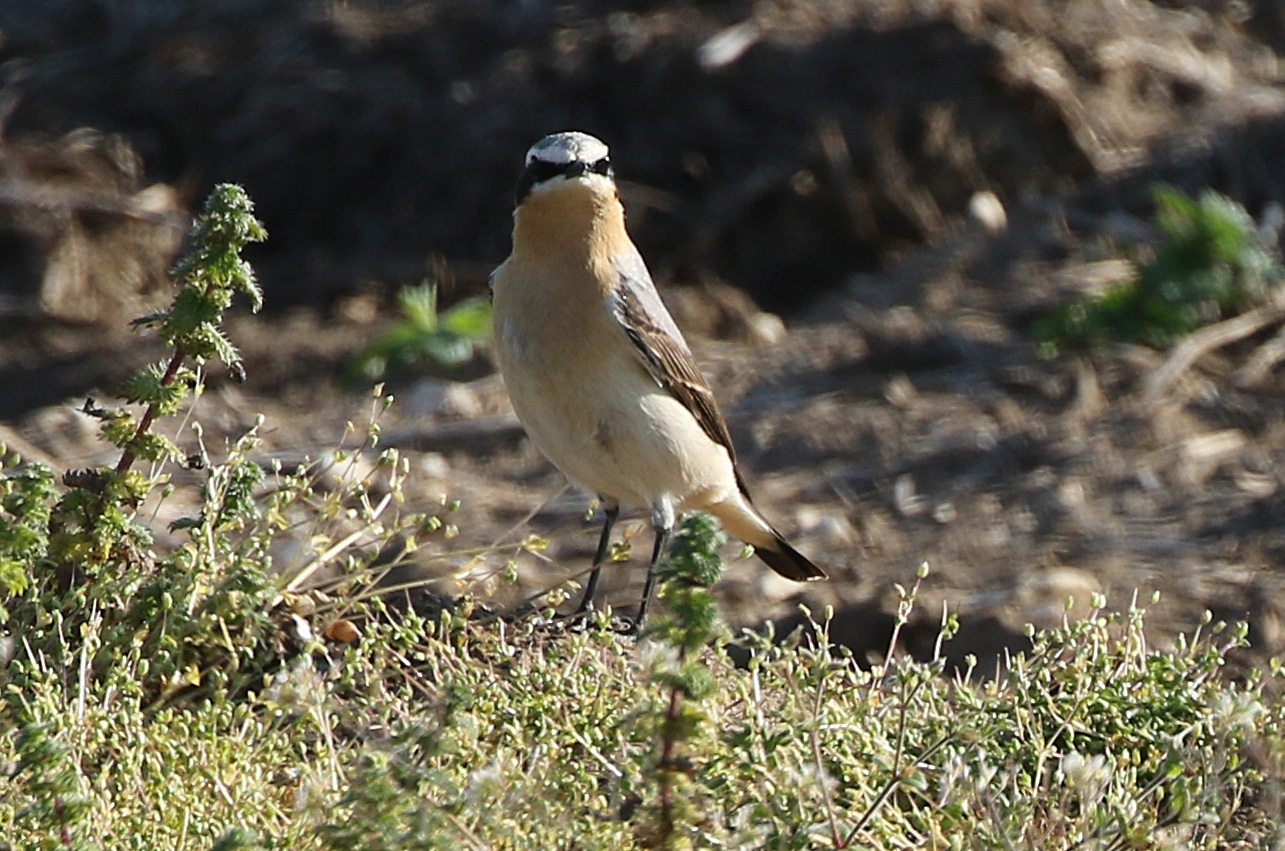 WHEATEAR CC 25 4