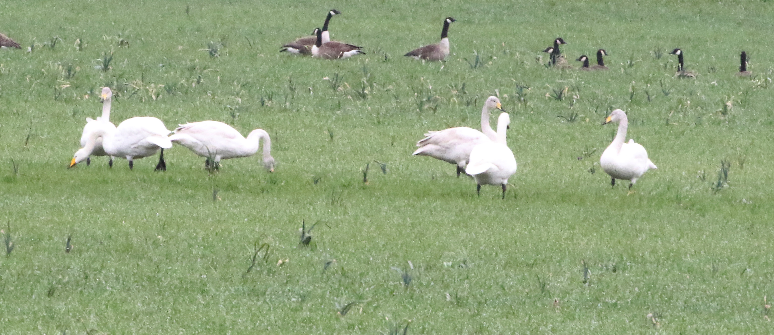 WHOOPERS WBF